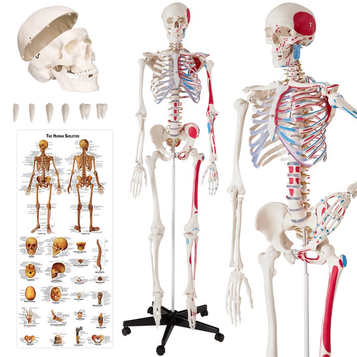 Anatomiskt skelett med muskelmarkering