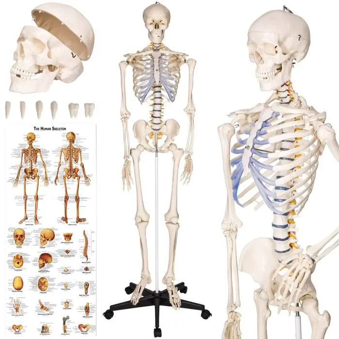 Anatomiskt skelett