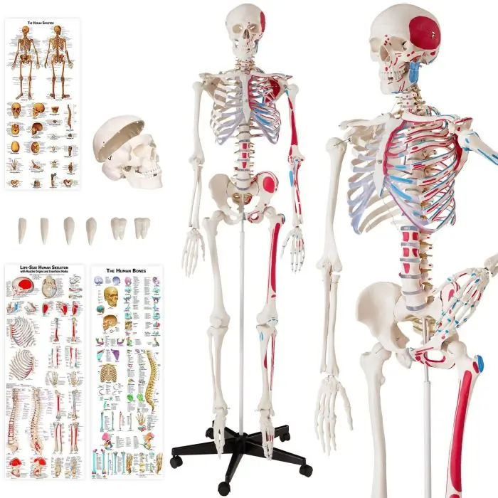 Anatomiskt skelett
